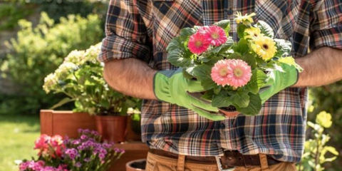 Zahradní gerbera - jak zasadit a pěstovat květinu v zemi